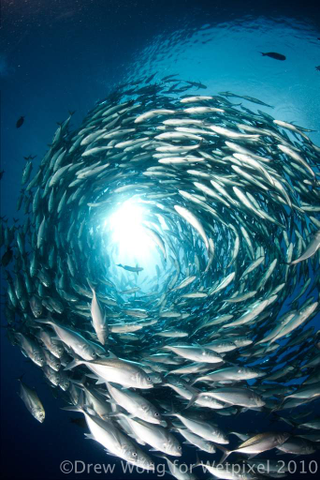 Illustration for article titled Underwater Photography With the Canon 5D Mark II